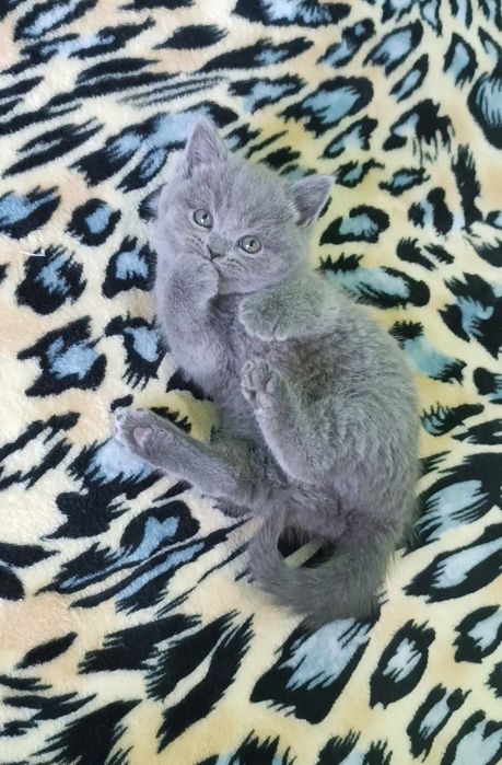 Продаётся котенок девочка,породы скоттиш страйт