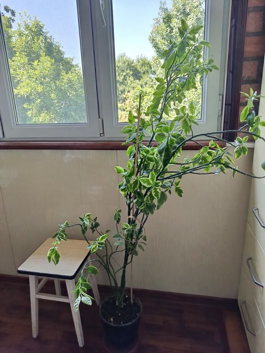 домашние растения, цветы