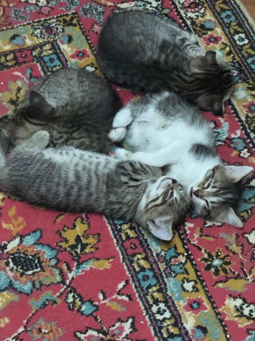 Продается котенки