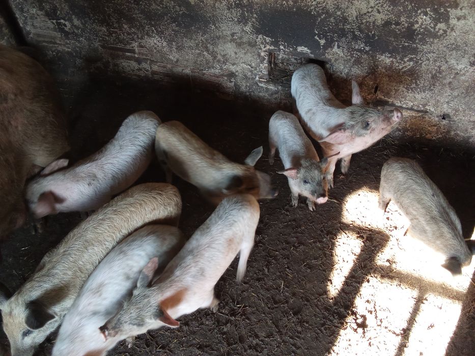 Прасенца отбити 150лв 180лв 200лв