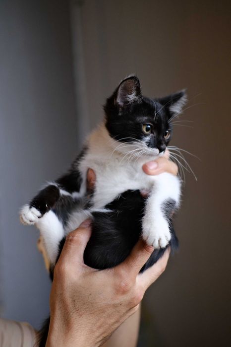 Котенок-девочка в добрые руки