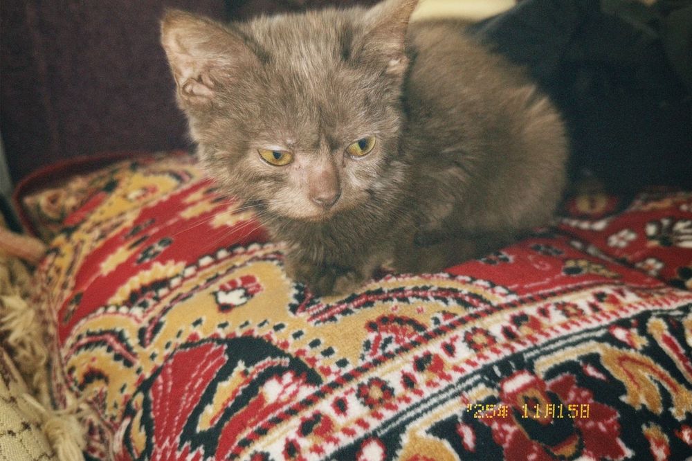 отдам в хорошие руки котенка