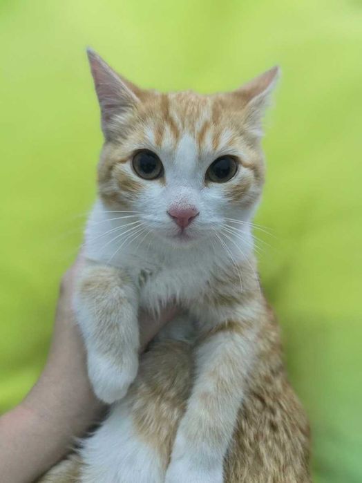 Котенок девочка отдам.