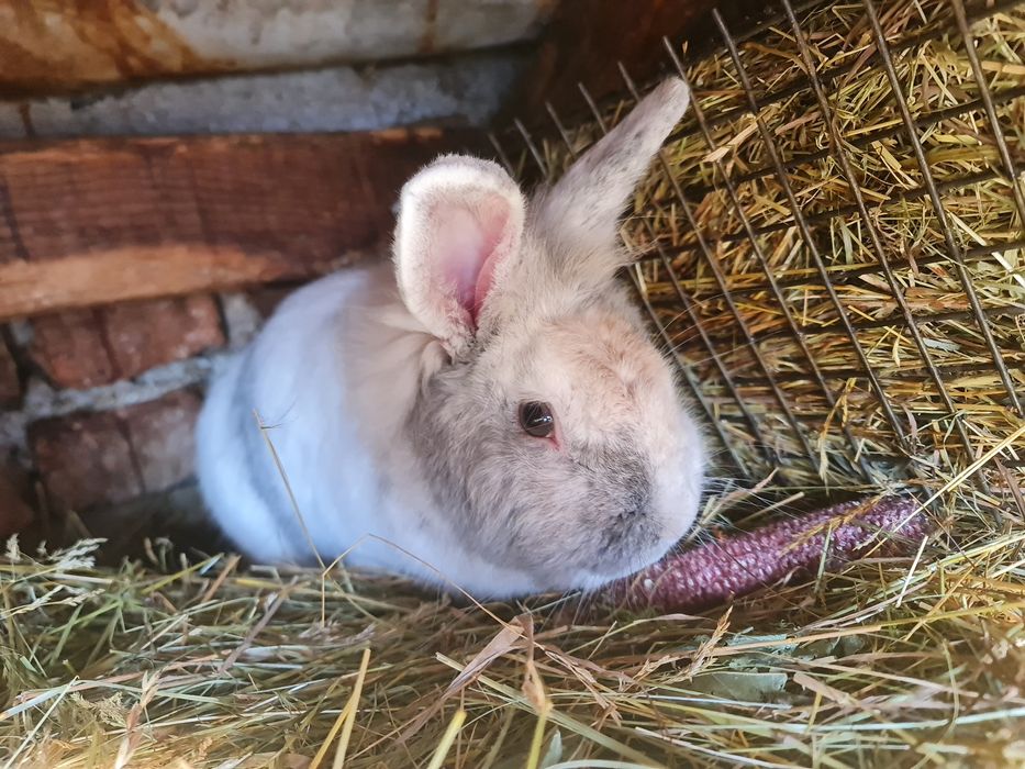 Familie iepuri cap de leu