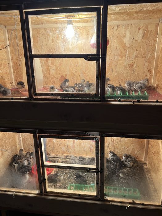 Pui australorp negru si albastru