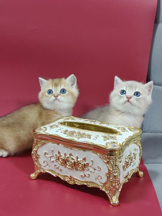 Золотая шиншилла девочка