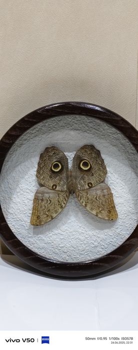 Экзотическая бабочка натуральная в рамке . Орех.