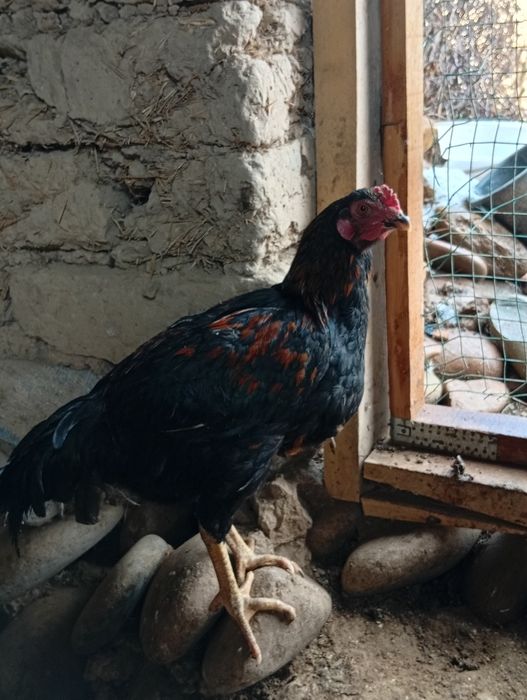 Dakan xoʻroz 120000dan