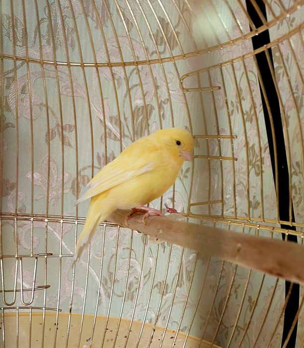 Канарейка сотилади