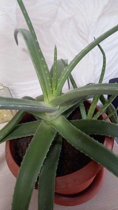 Продам цветок Алоэ Вера