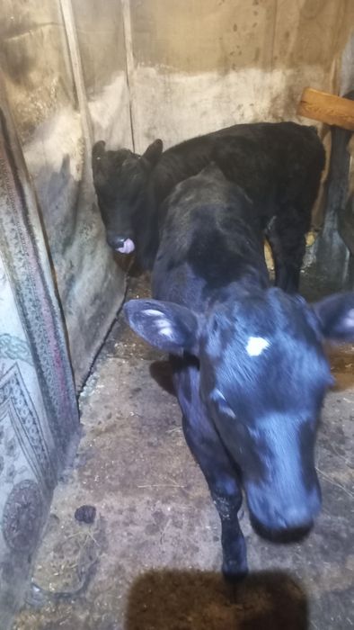 Первотёлка телята