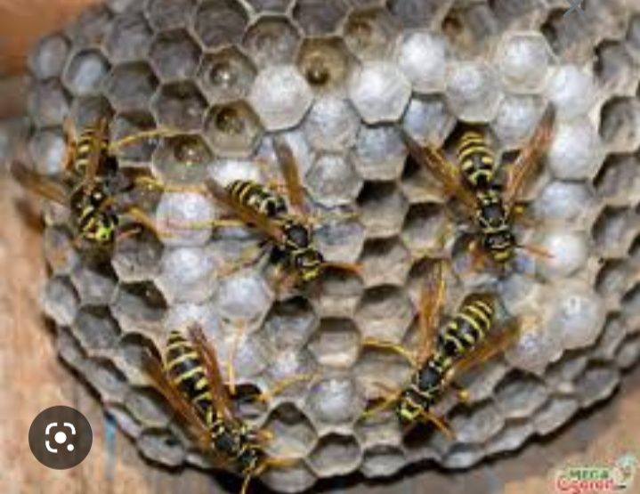 Гнездо осы ,Араның ұясы