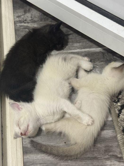 Отдам котят в добрые и надежные руки