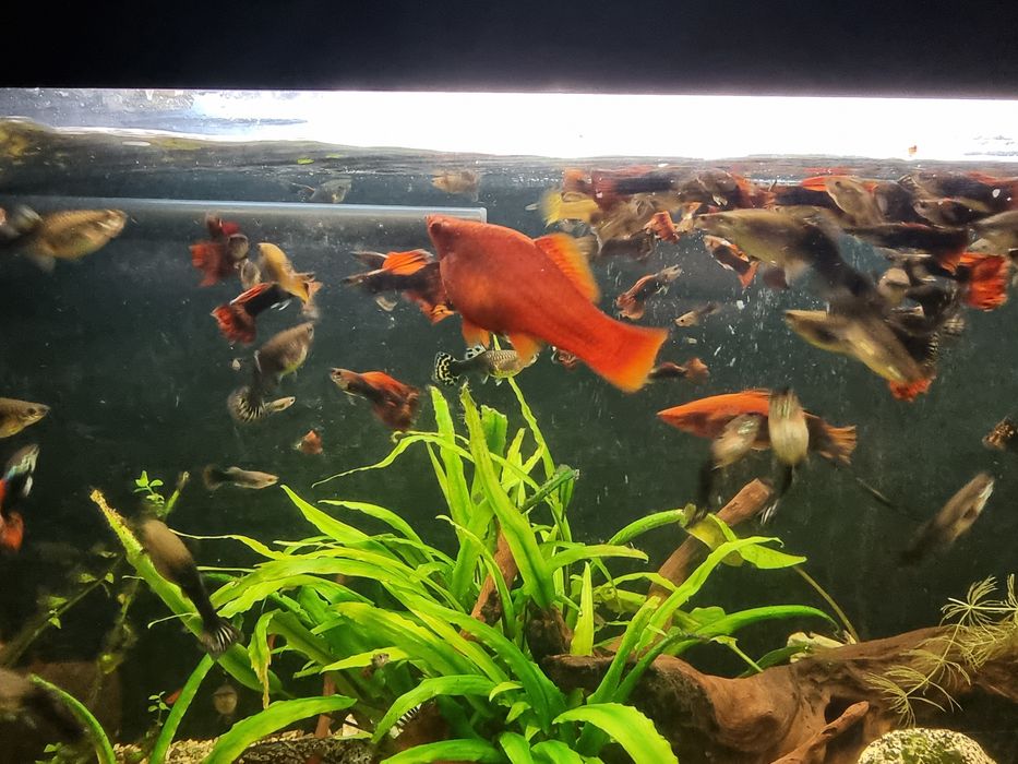 Vand pesti acvariu guppy,xifo