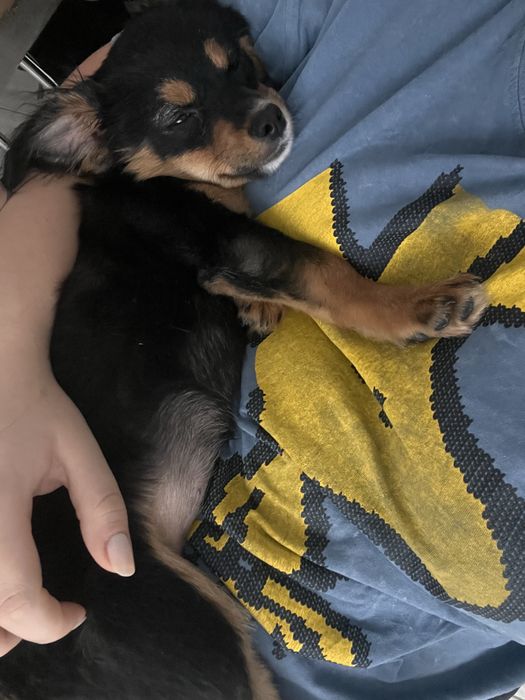 Adoptie pui caine metis 6 luni