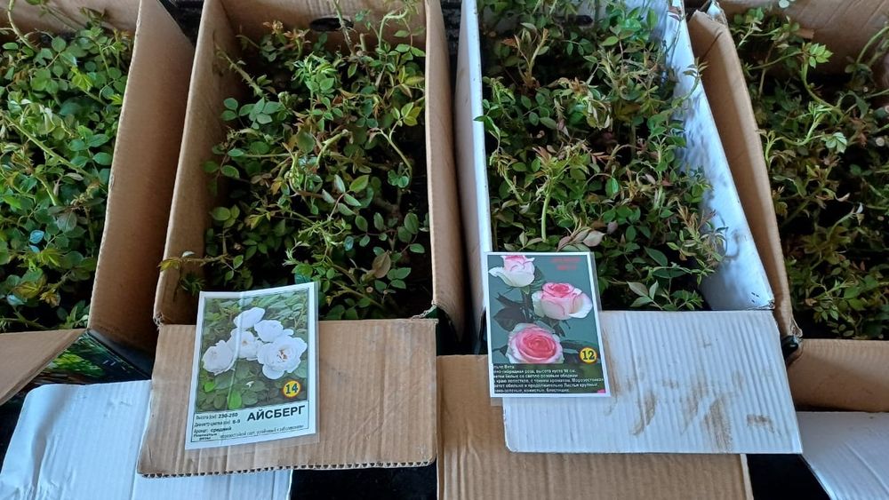 Продам саженцы Розы