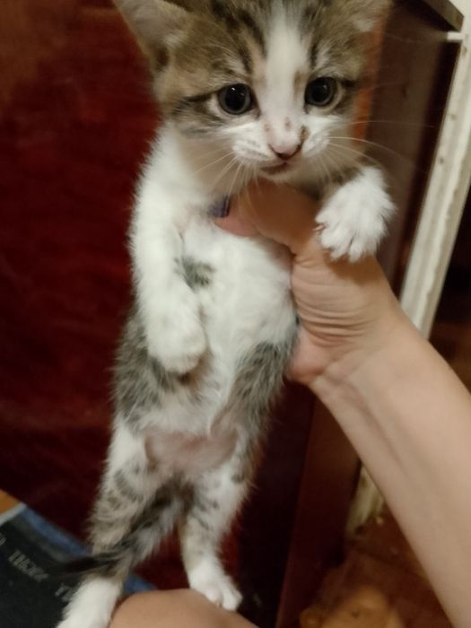 Отдам даром котят