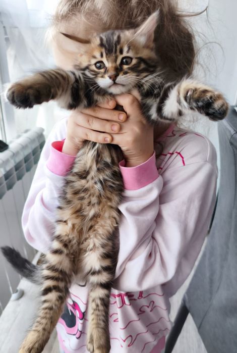 Бенгальские котята