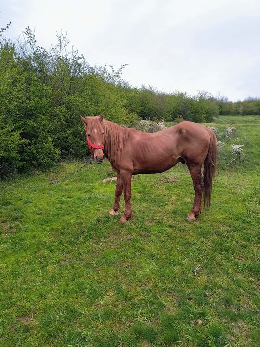 Armăsar de vânzare