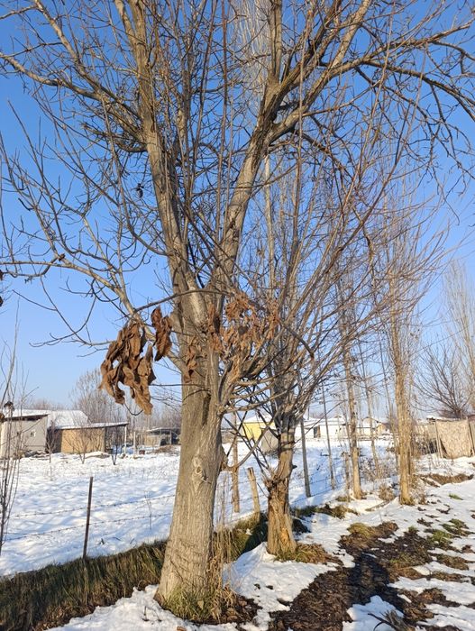 Yongoq darahti 2 dona