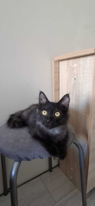 Отдам в добрые руки котика, мальчик