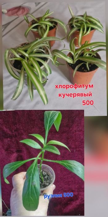 Домашние цветы разные