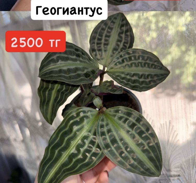 Геогиантус.