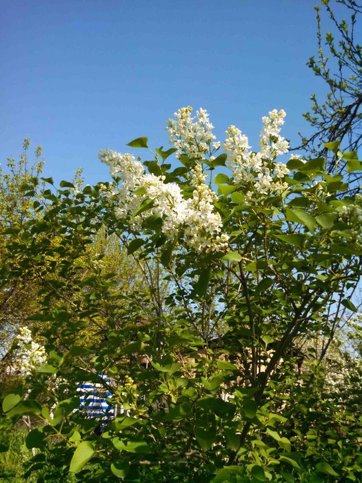 Калина Саржента цветущий кустарник и др.