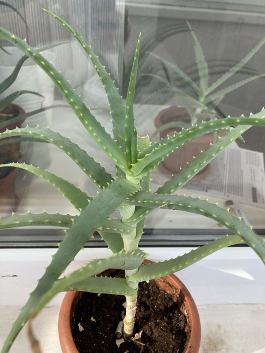 Алое лечебный столетник