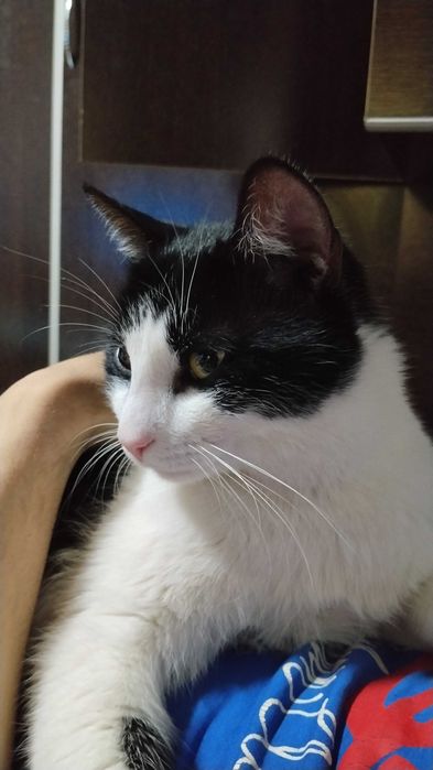 Motan spre adopție, Tomas