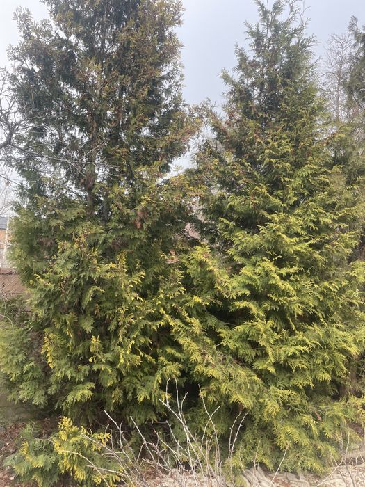 Елки, туи, кустарники