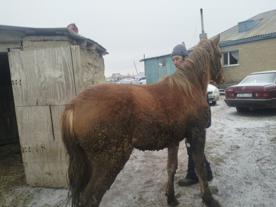 Тай сатамын жемде тұр