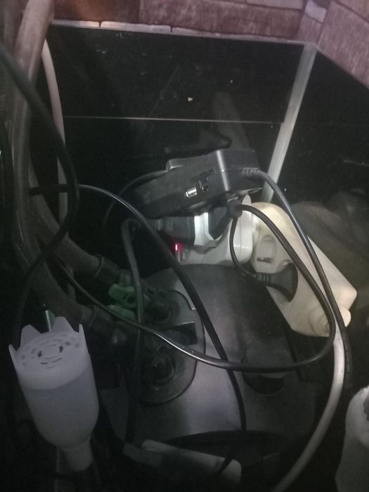 Acvariu+pesti+plante