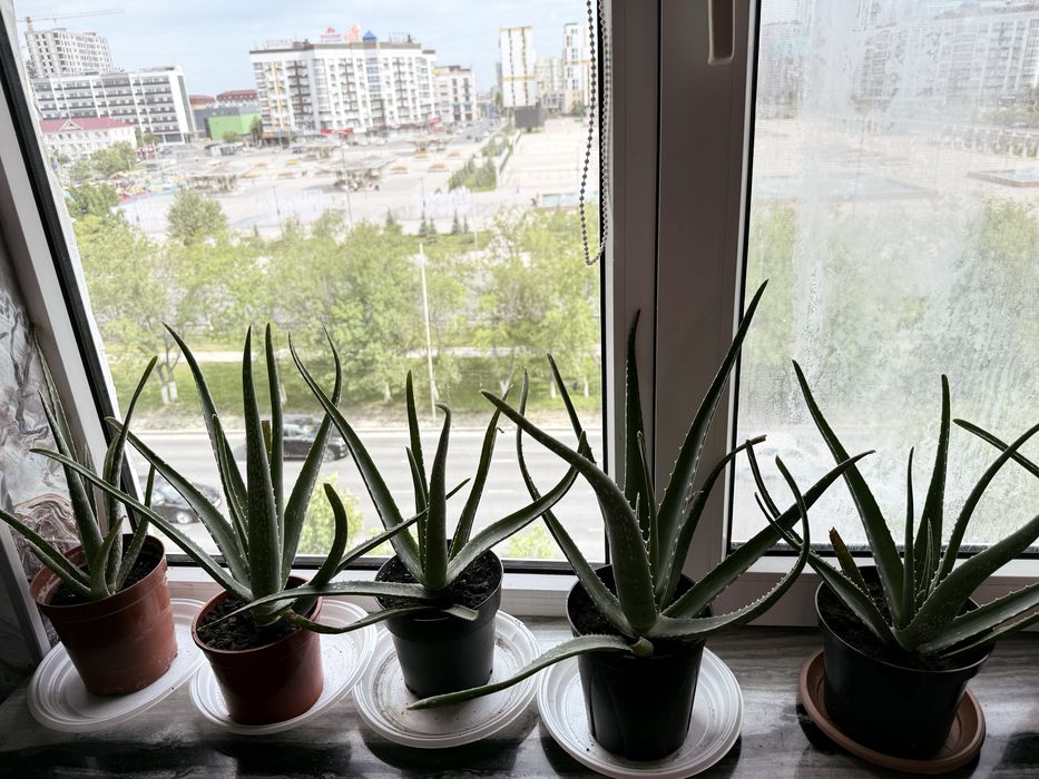 Алое Вера лечебное