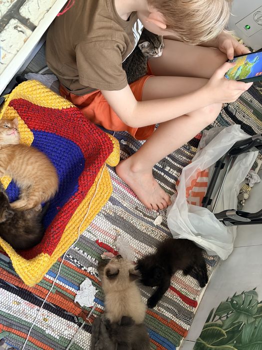 Котята ищут добрый руки