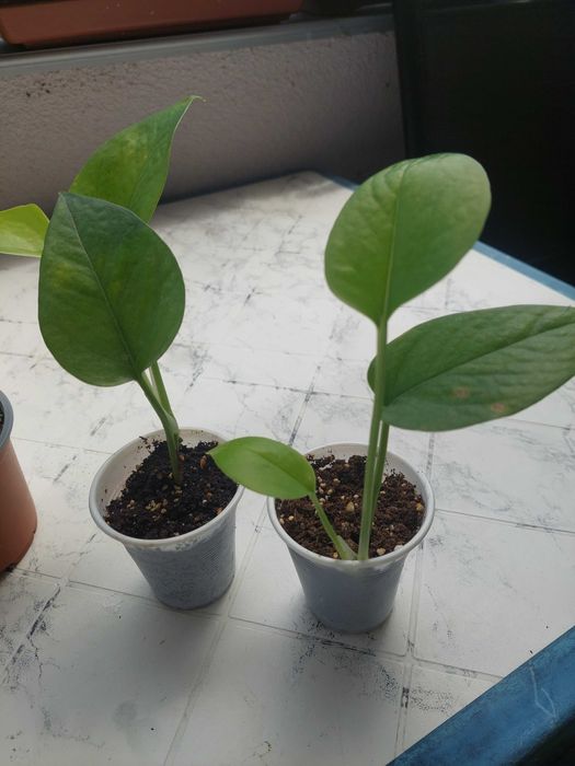 Epiprеnium aureum Дяволски бръшлян