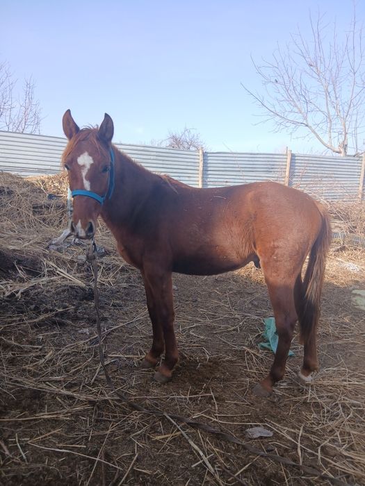 Toy sotiladi.Juda yuvosh