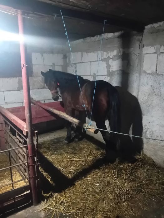 Iapă trapasă foarte