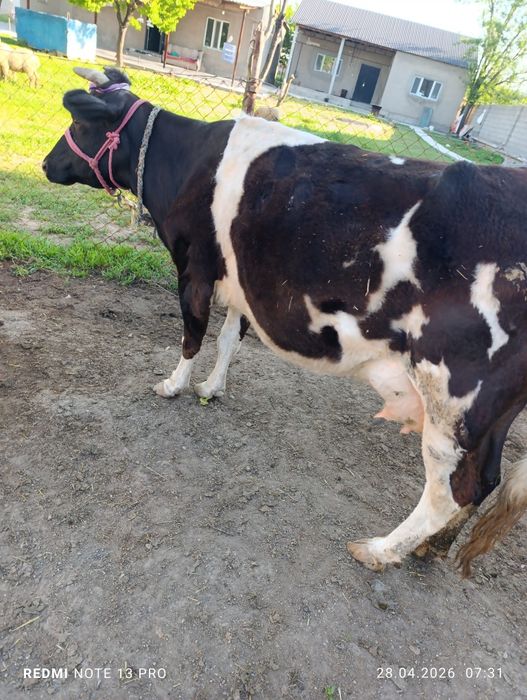 Сүтті сиыр сатылады