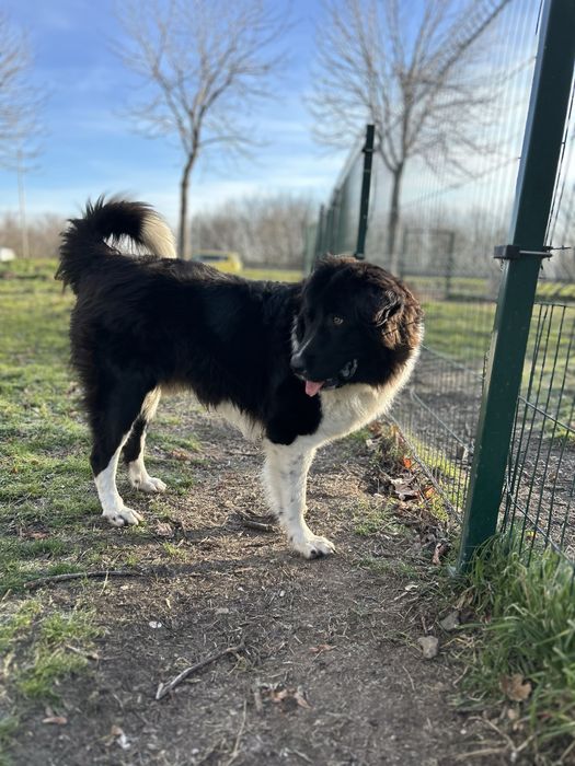 Каракачанско куче