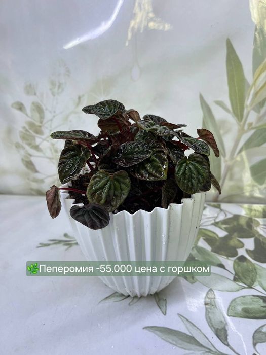 Муррайя, Пеперомия, Пахира и др