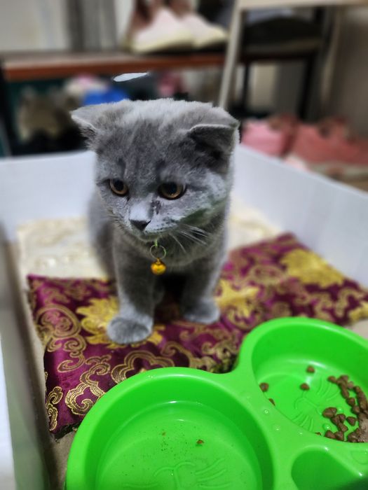 Mushuk sotiladi 8 oylik scotch fold lotoklari bn