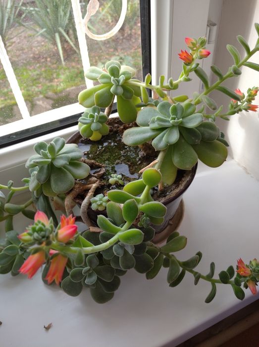 Комнатный цветочек