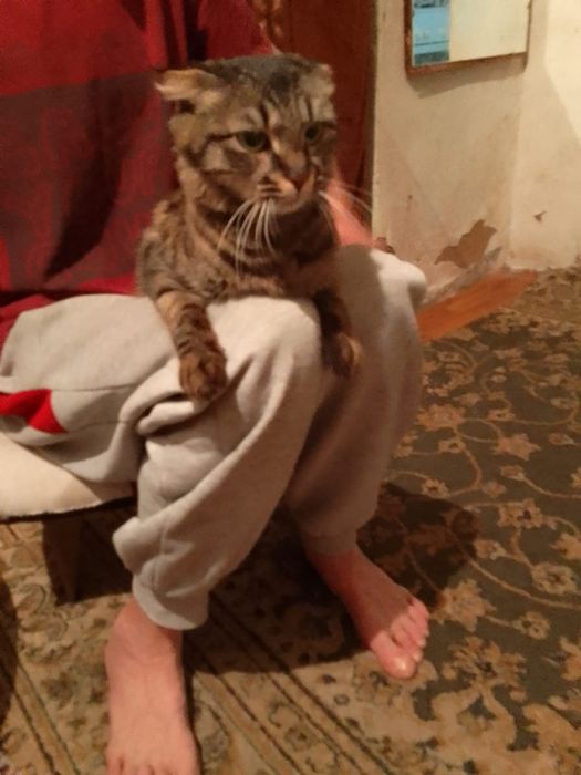 Продам вислоухих котят