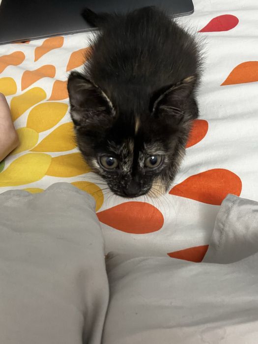 Котенок ( девочка )