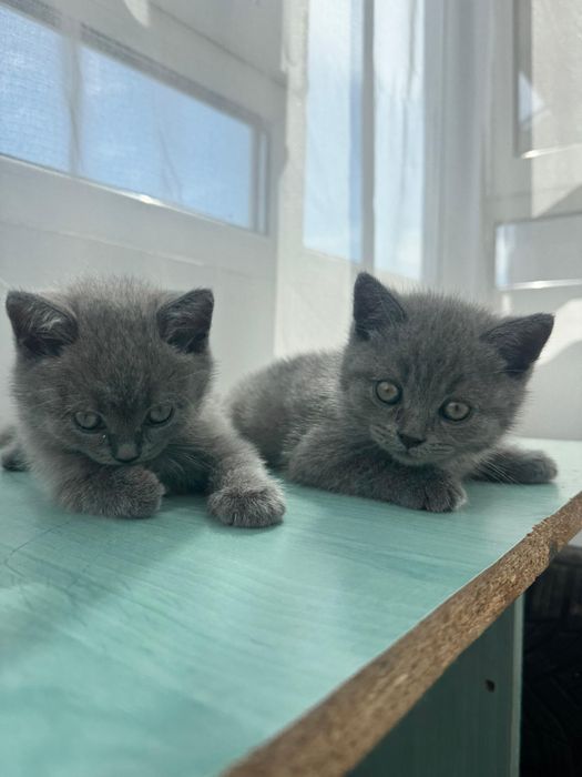 British shorthair