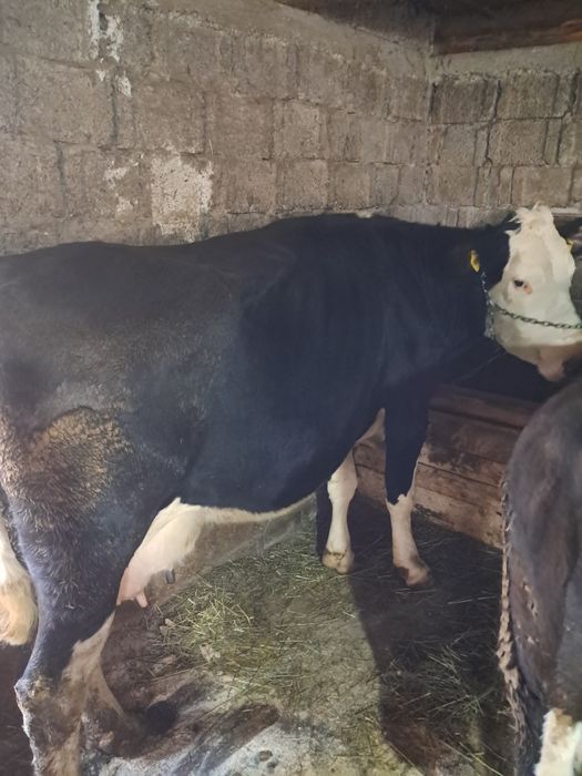 De vânzare vaca gestație de 4 luni