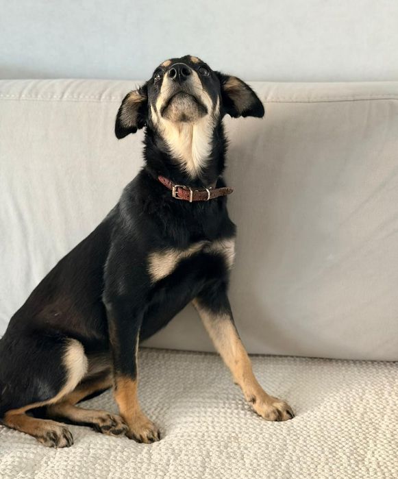 Отдам в добрые руки