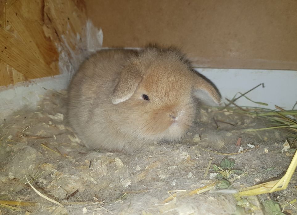 Декоративни зайчета от ферма