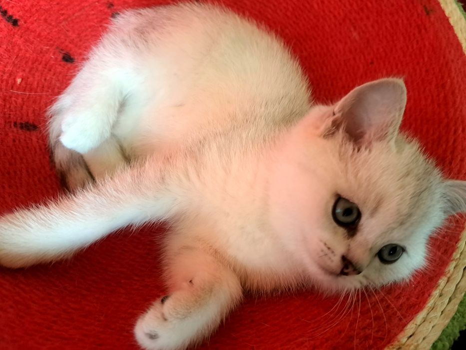 Шотландско котенце